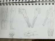 legs, skull, arms, pelvis