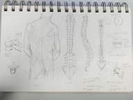 back muscles and spines